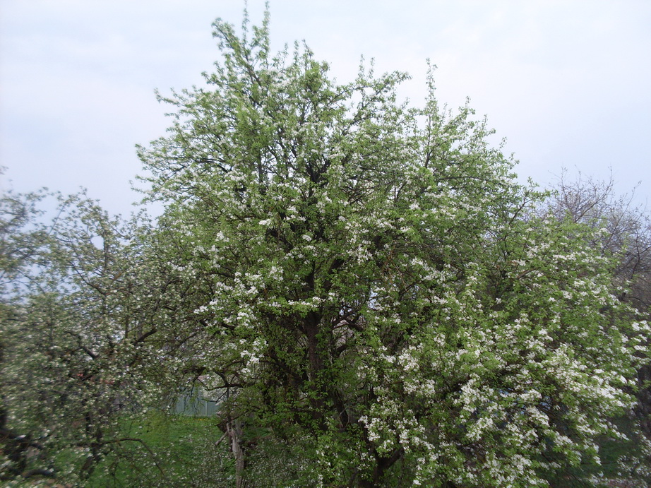 SDC11125.JPG