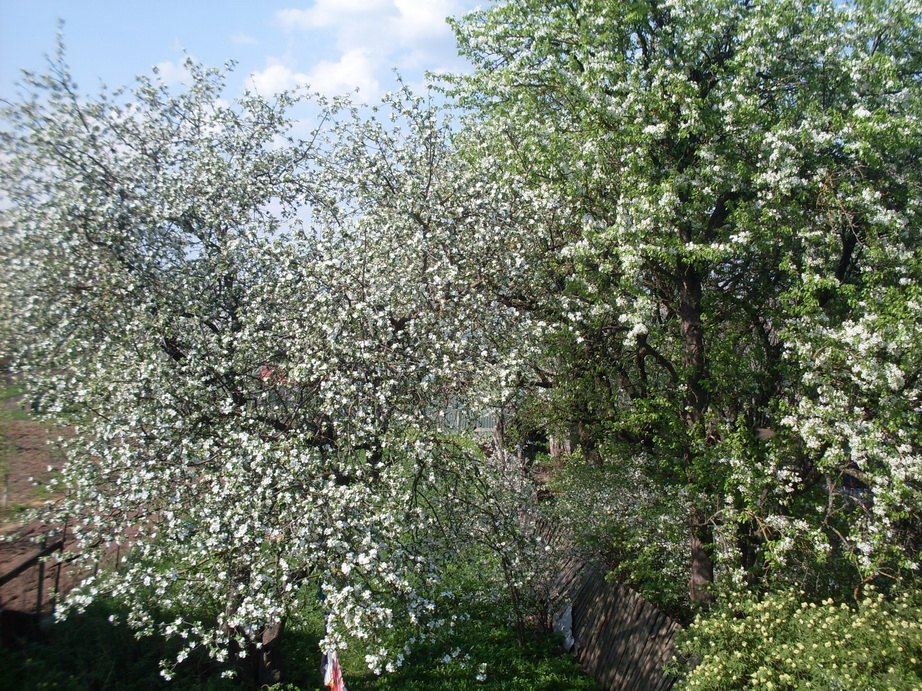SDC11129.JPG