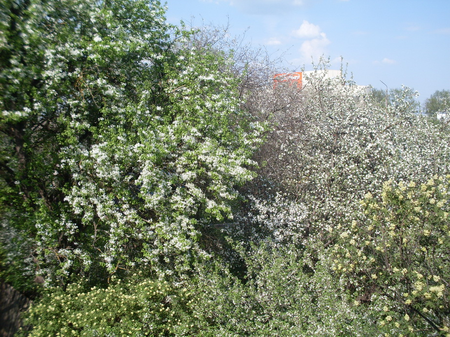 SDC11130.JPG