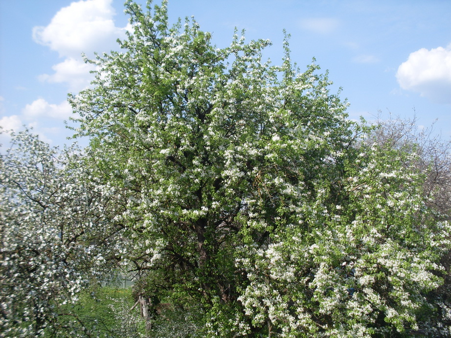 SDC11131.JPG