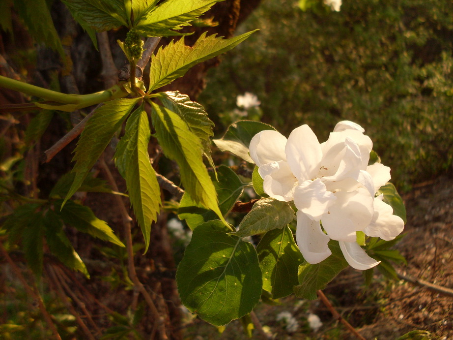SDC11180.JPG