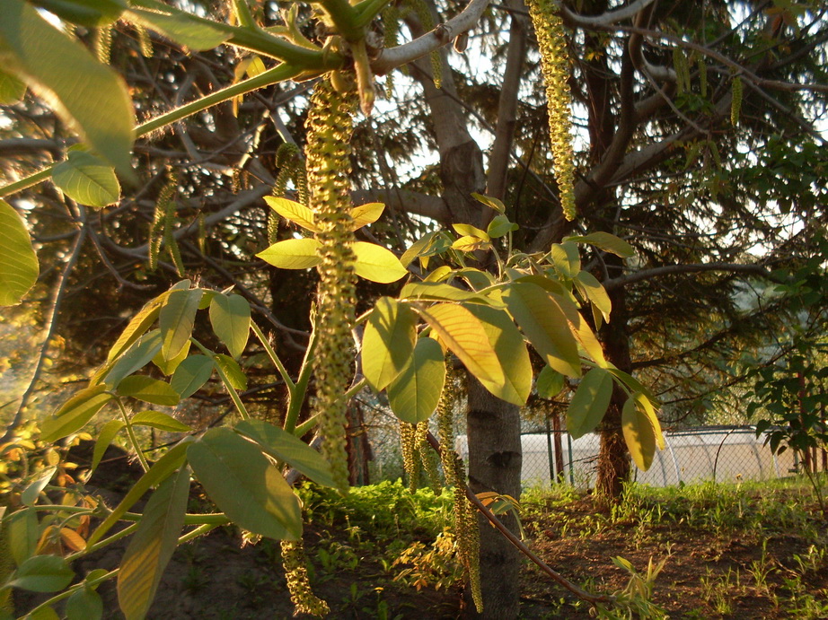 SDC11184.JPG