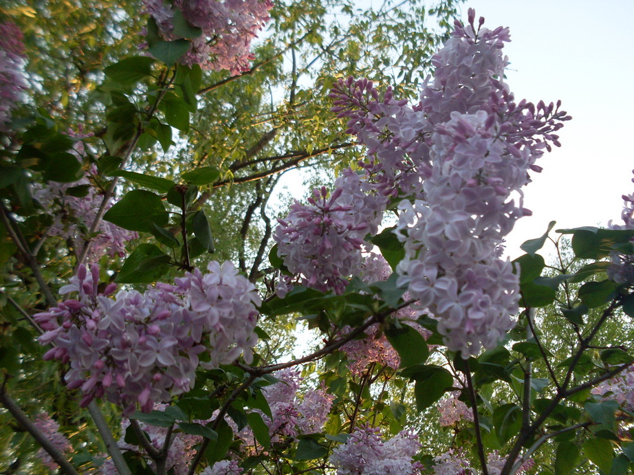 SDC11185.JPG