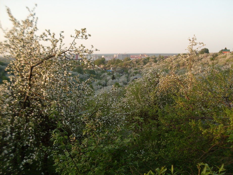 SDC11190.JPG