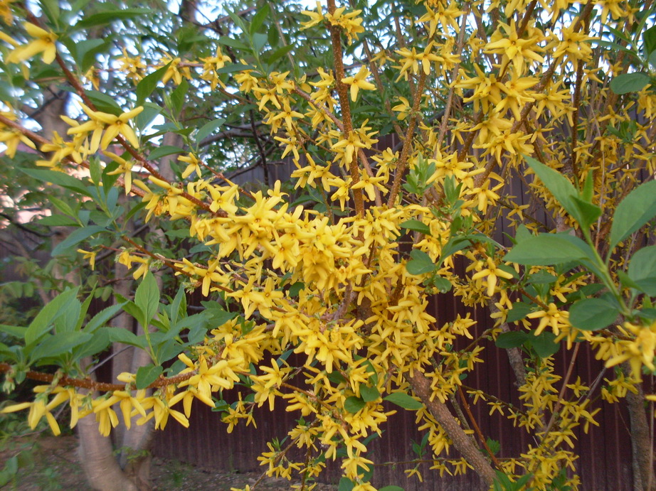SDC11199.JPG