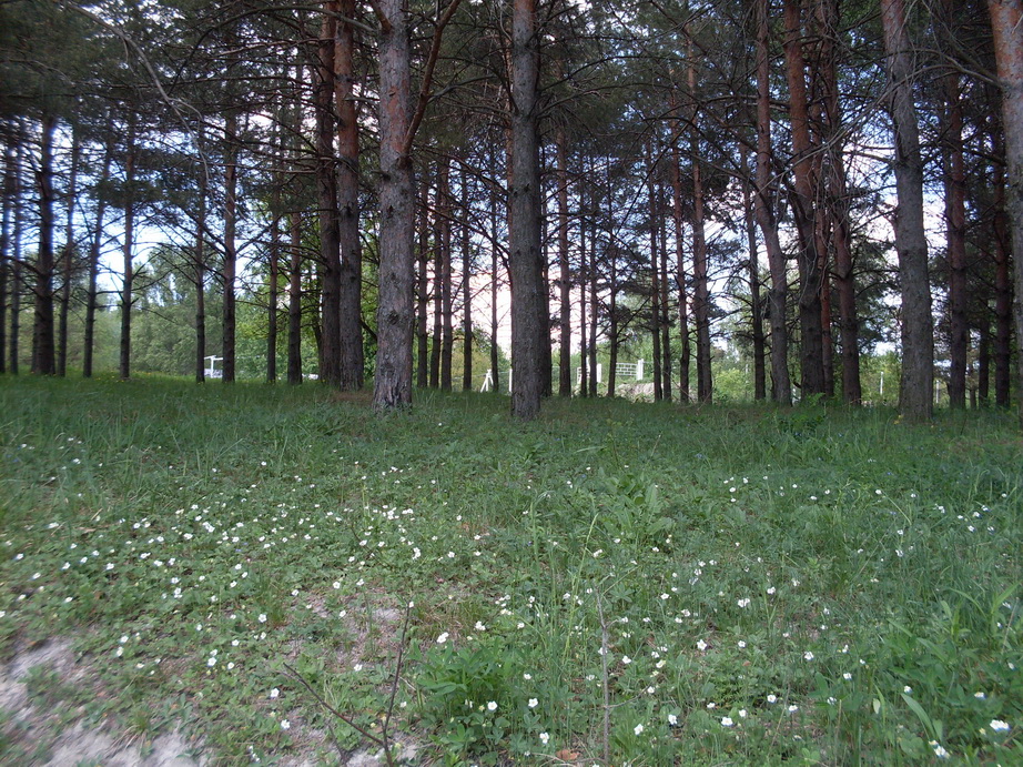 SDC11219.JPG