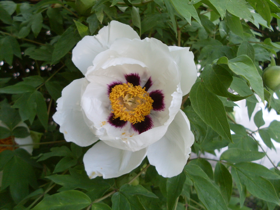 SDC11261.JPG