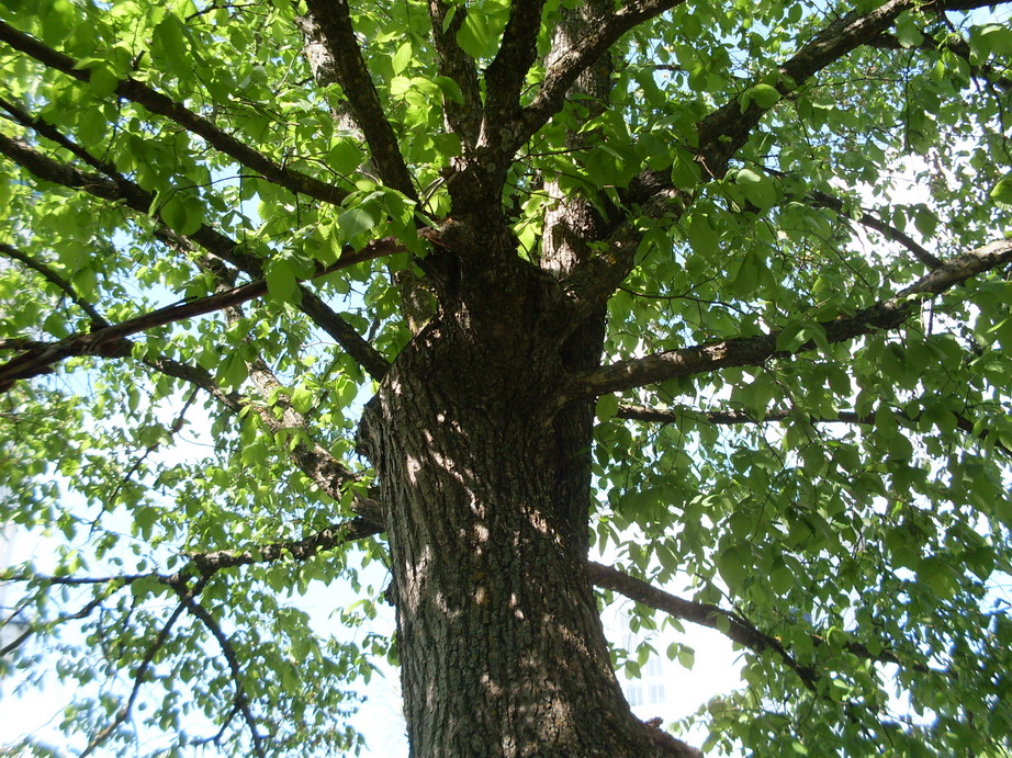 SDC11267.JPG