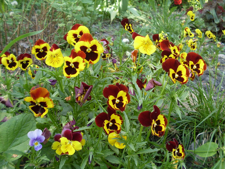 SDC11275.JPG