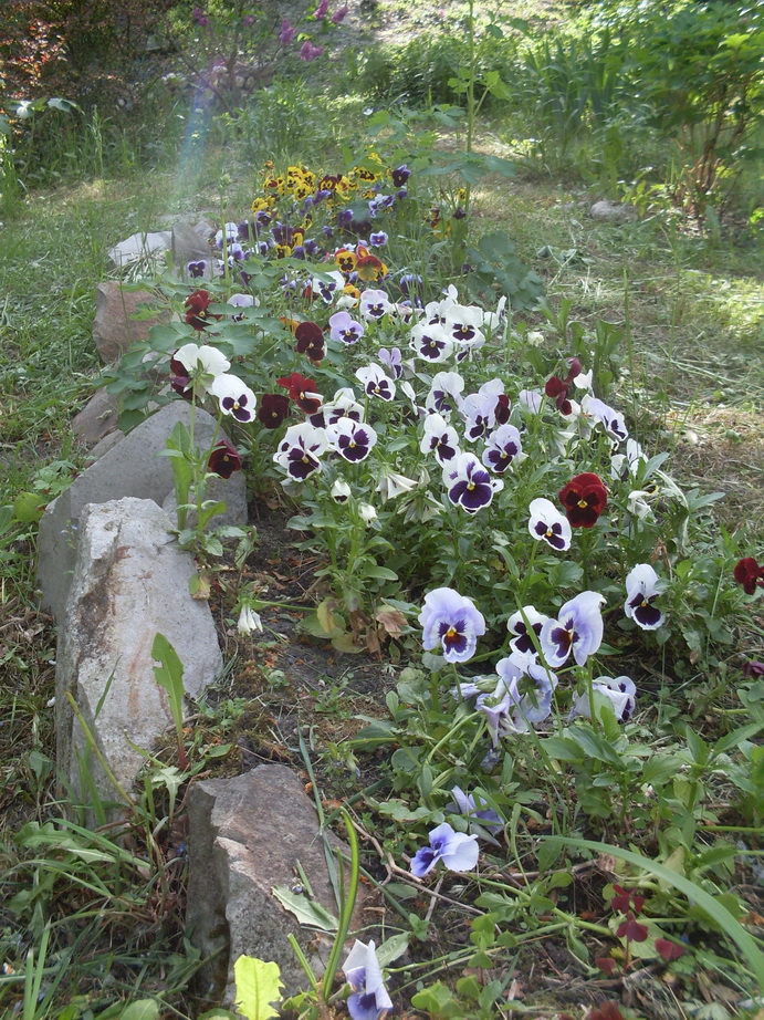 SDC11279.JPG