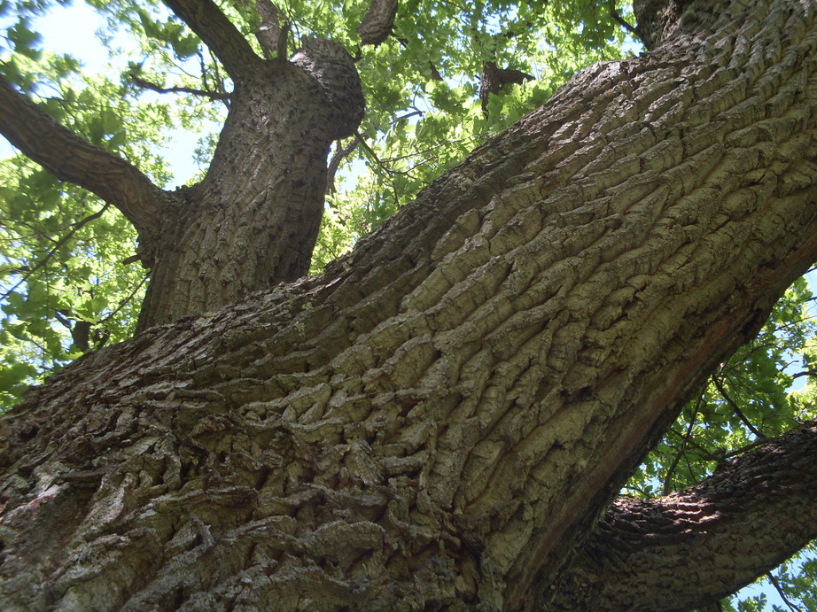 SDC12005.JPG