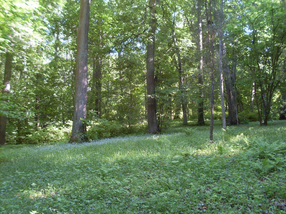 SDC12047.JPG