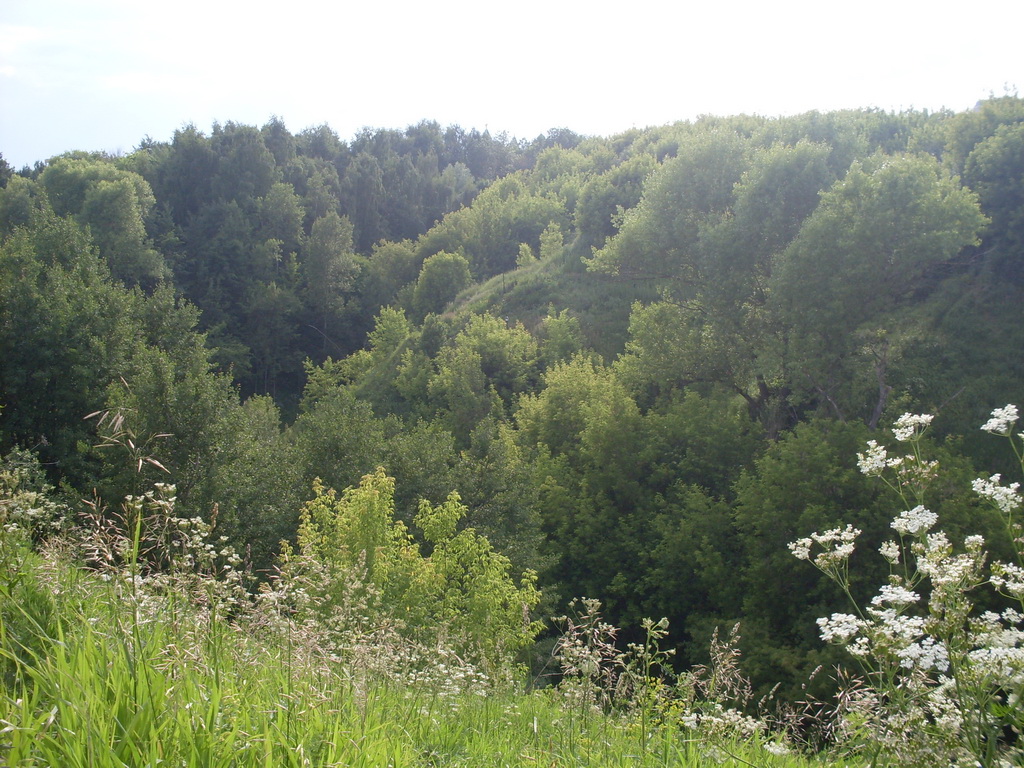 SDC12247.JPG