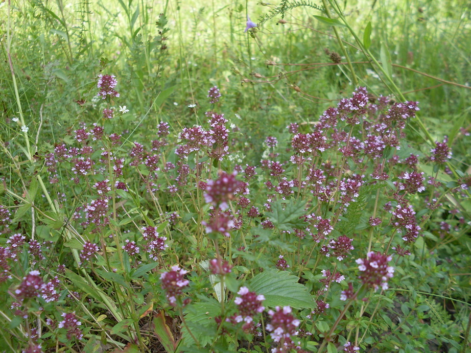 SDC12266.JPG