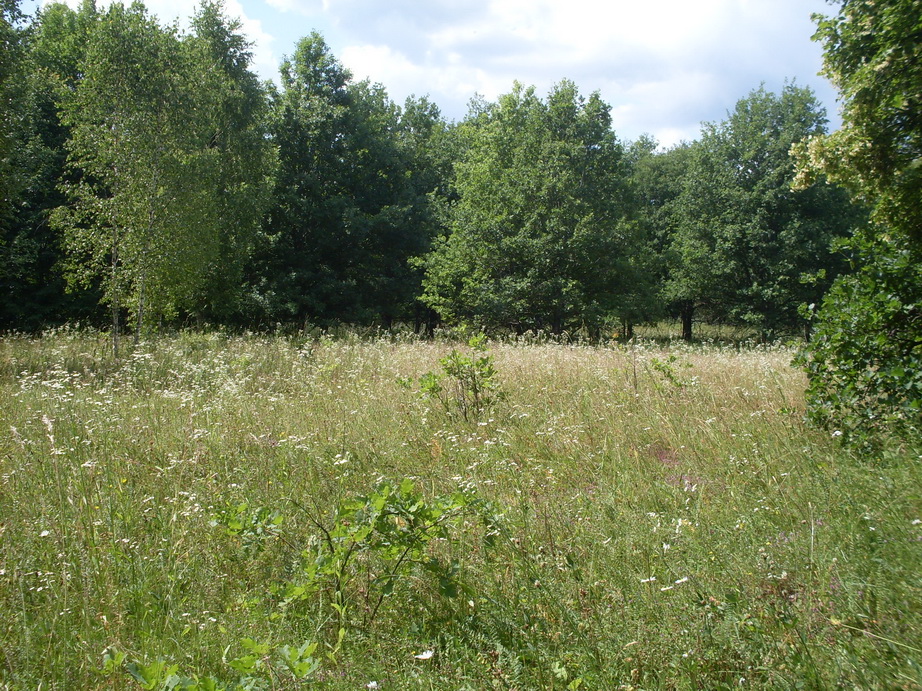 SDC12268.JPG