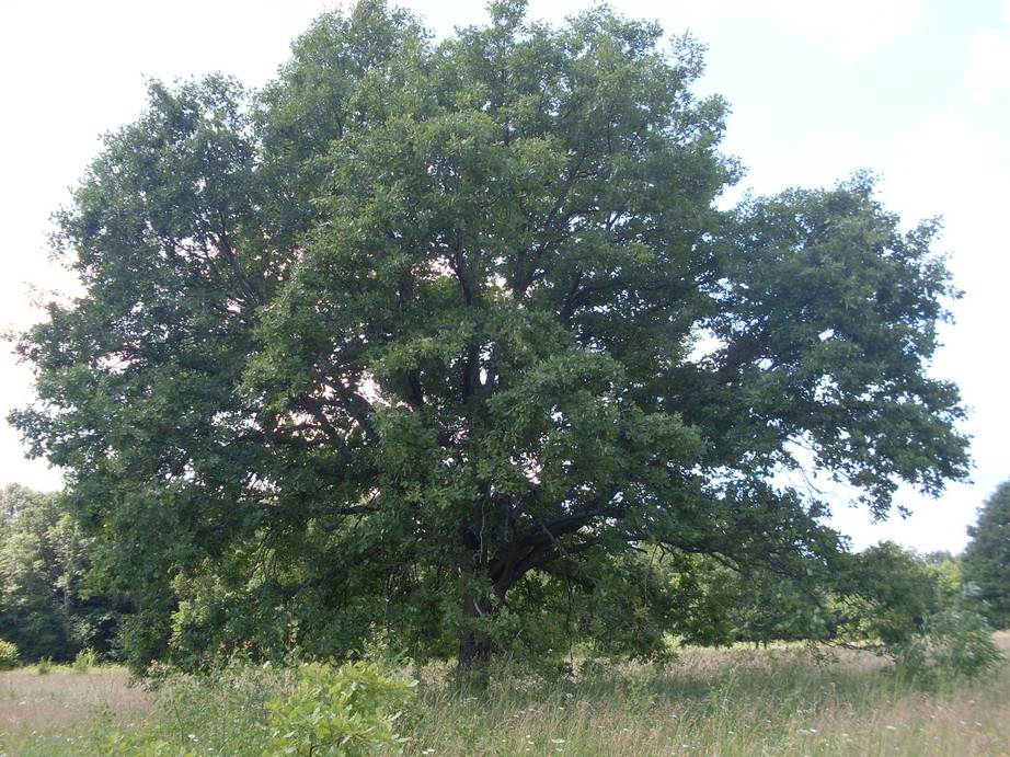SDC12286.JPG