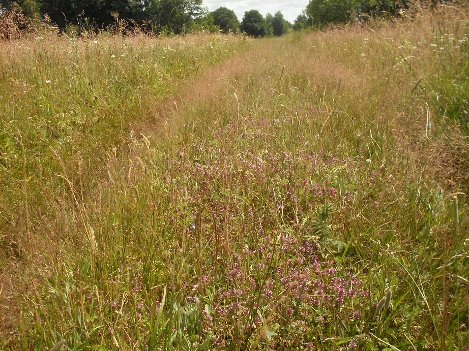 SDC12288.JPG