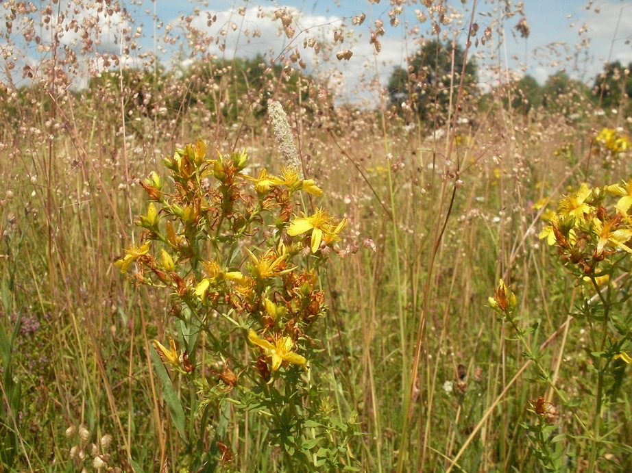 SDC12290.JPG