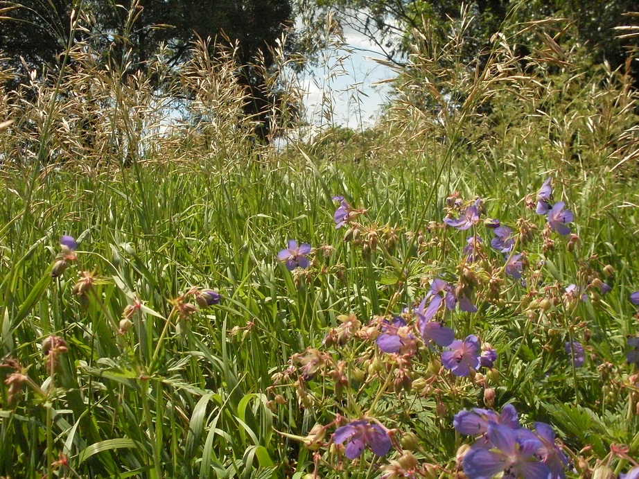 SDC12292.JPG