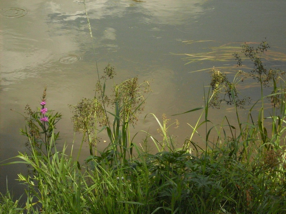 SDC12303.JPG