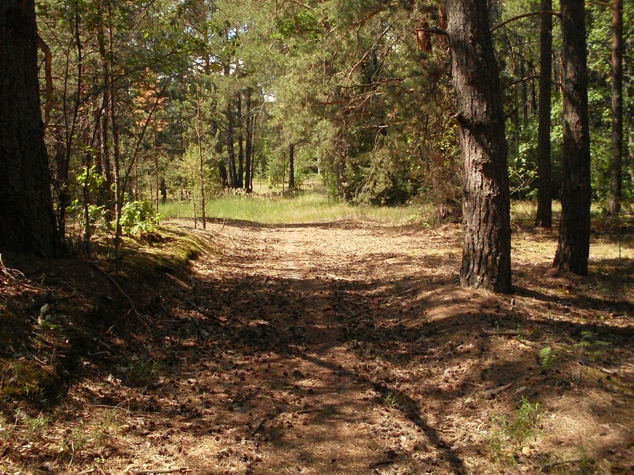 SDC12318.JPG