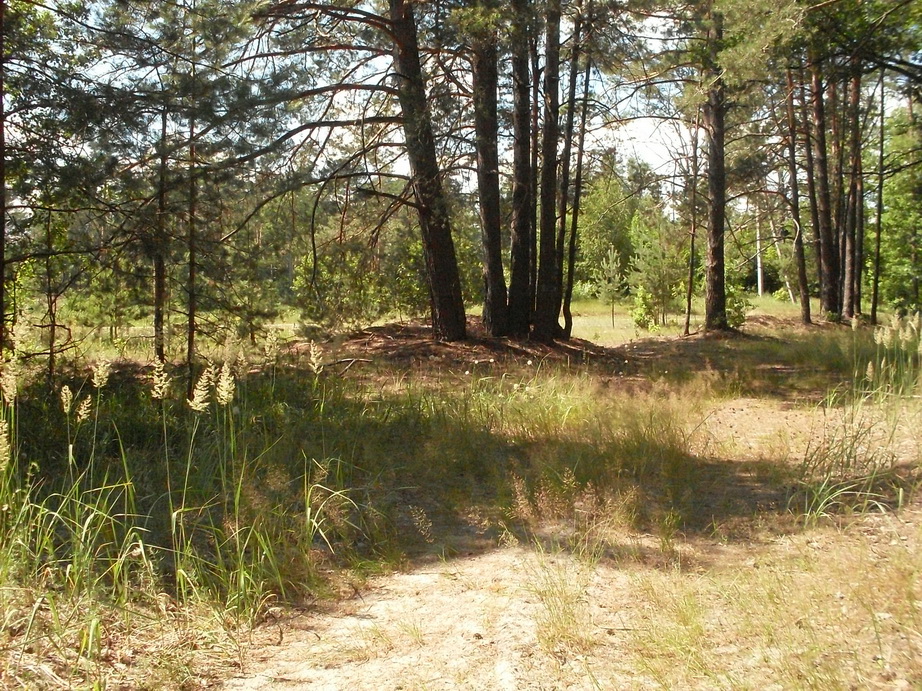 SDC12319.JPG