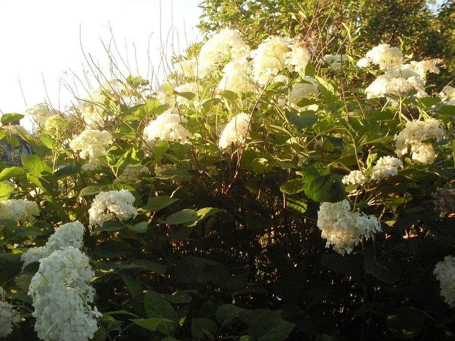 SDC12332.JPG