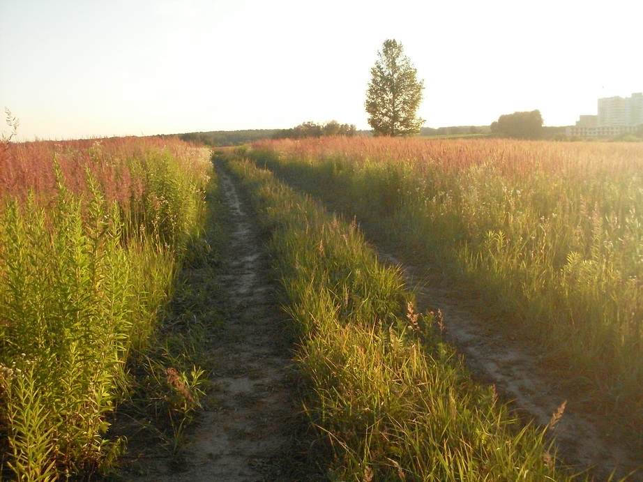 SDC12335.JPG