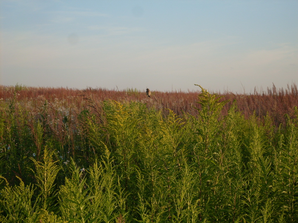 SDC12347.JPG