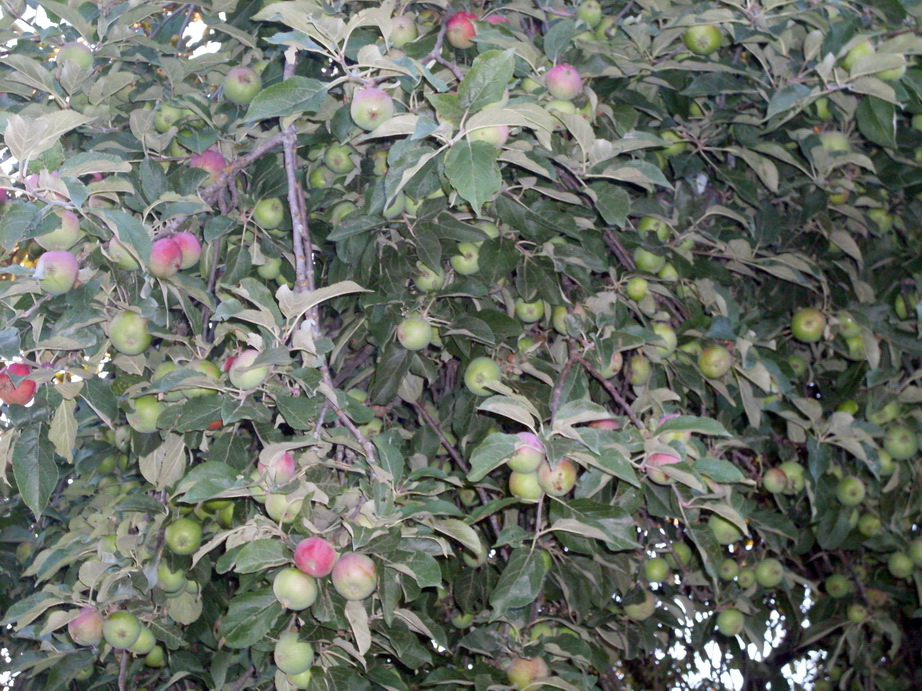 SDC12353.JPG