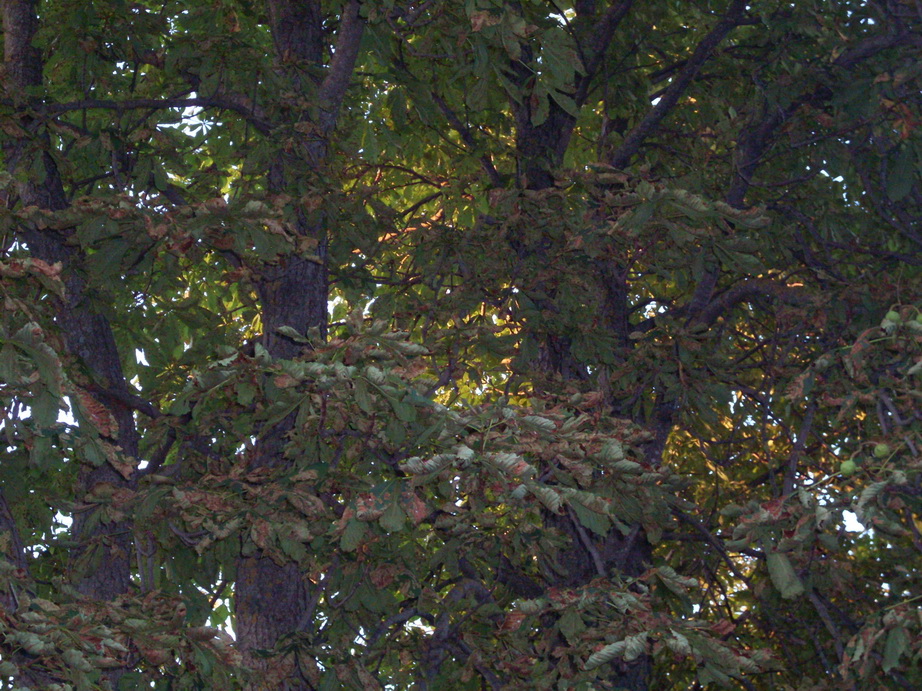 SDC12355.JPG