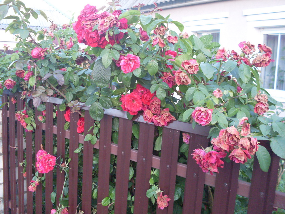 SDC12359.JPG