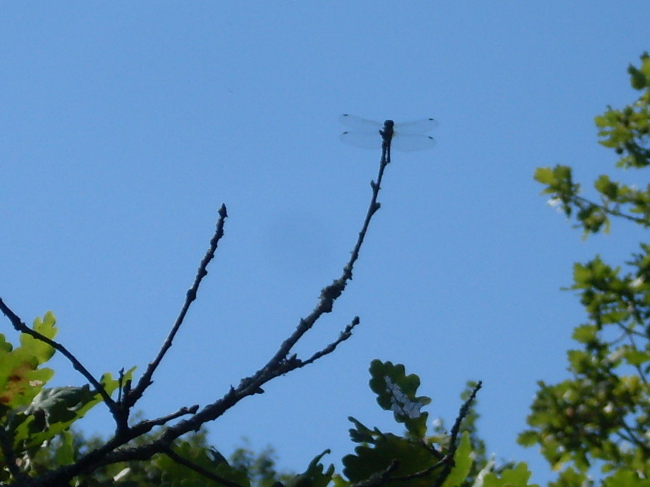 SDC12398.JPG