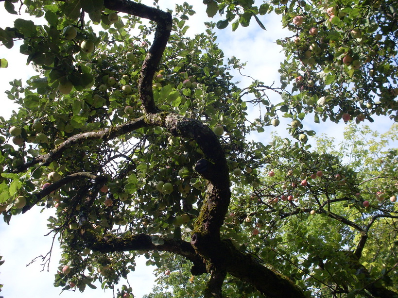 SDC12507.JPG