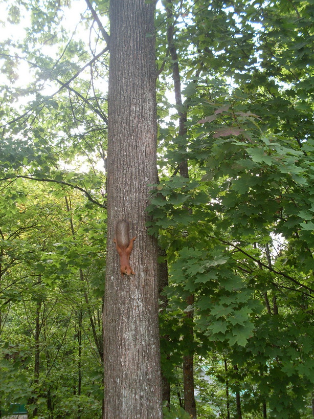 SDC12525.JPG