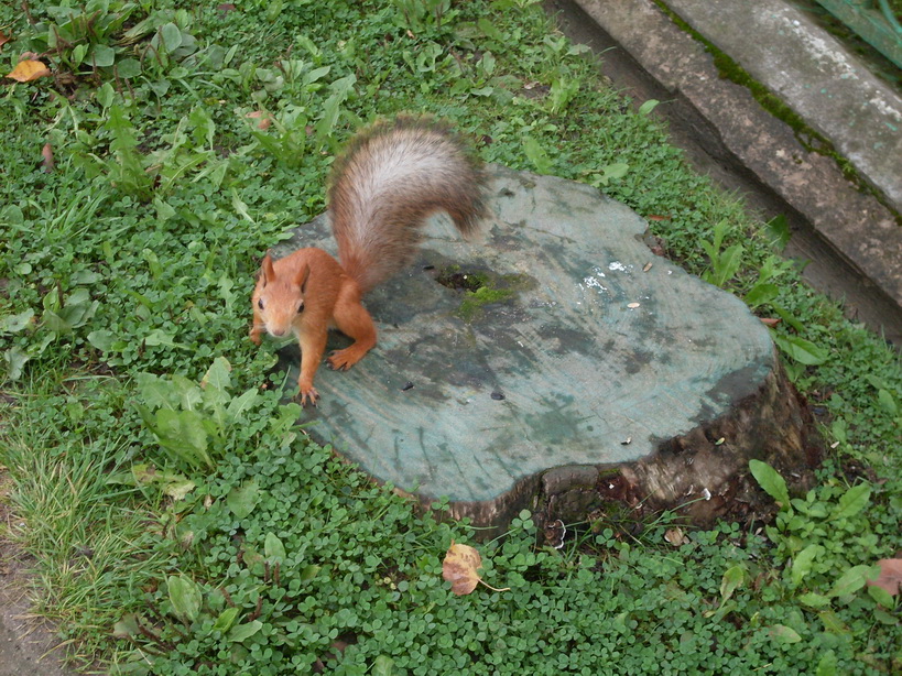 SDC12527.JPG