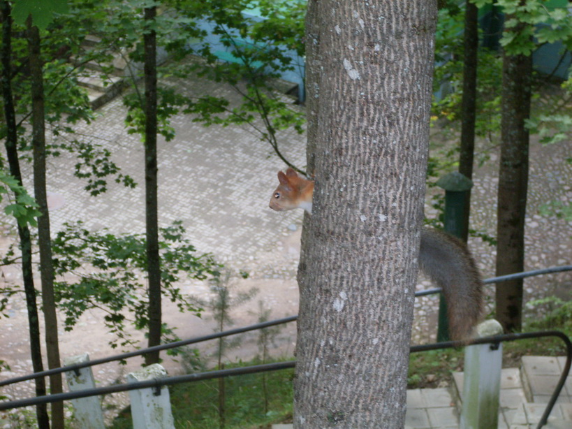 SDC12530.JPG