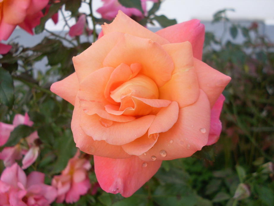 SDC12650.JPG