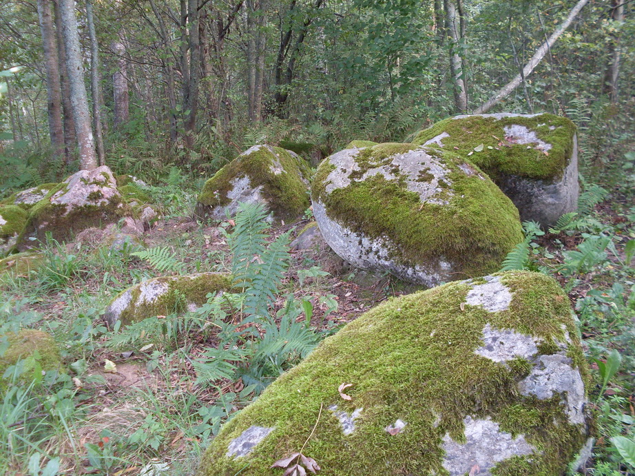 SDC13111.JPG