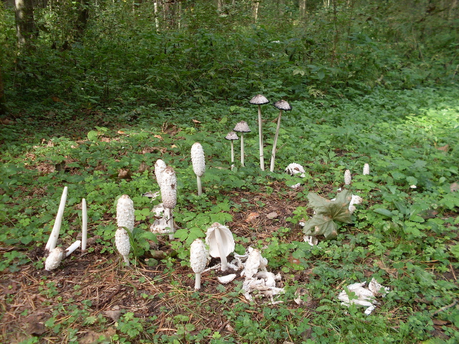 SDC13129.JPG
