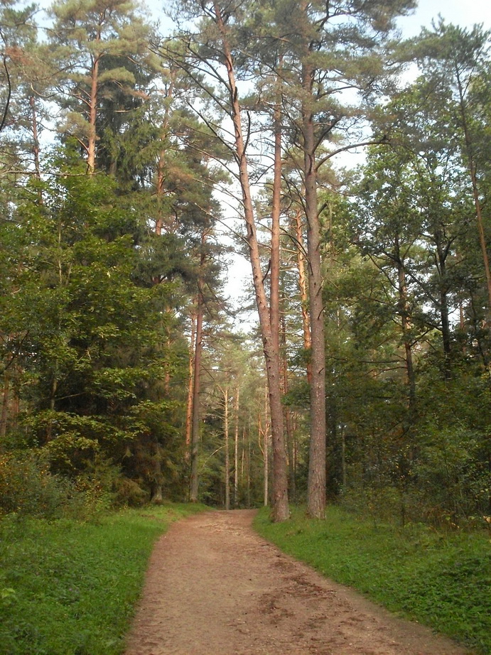 SDC13130.JPG