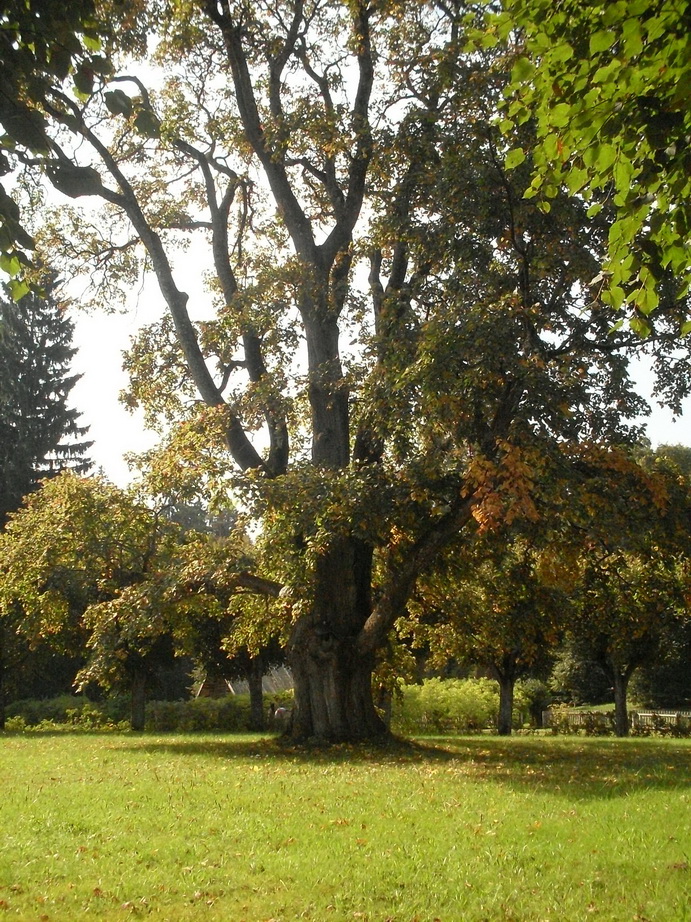 SDC13168.JPG