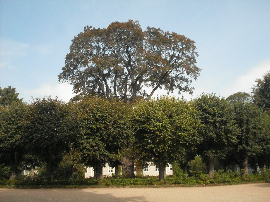 SDC13174.JPG