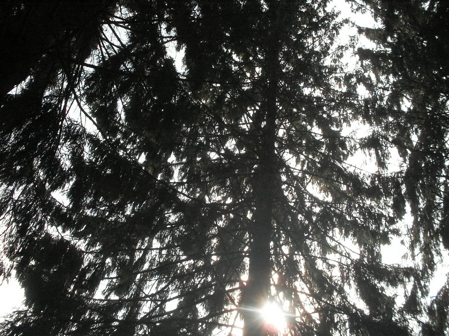 SDC13175.JPG