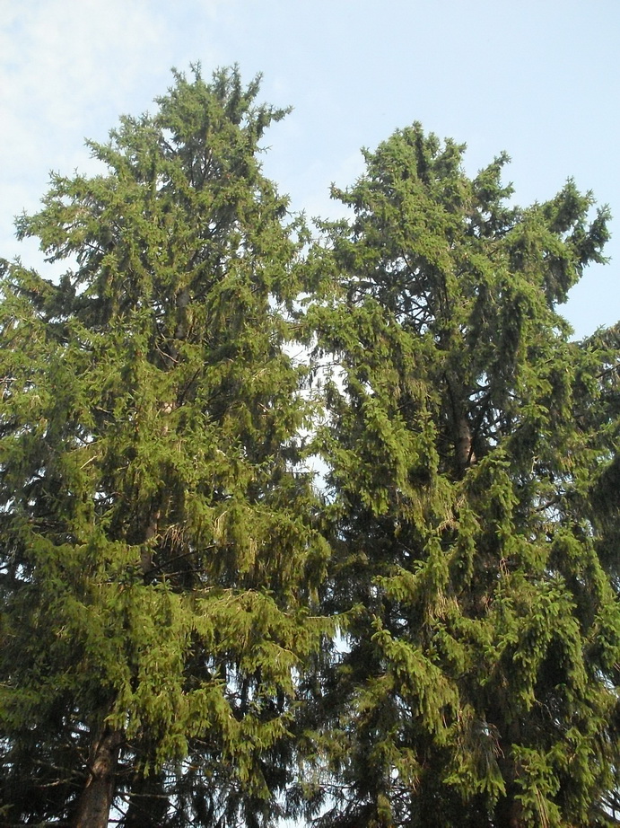 SDC13179.JPG