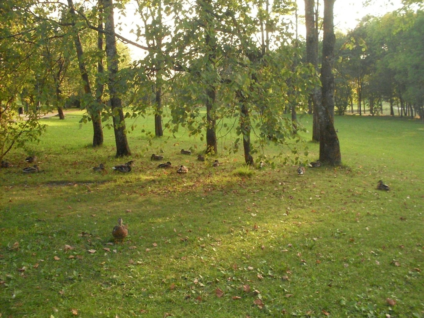 SDC13197.JPG