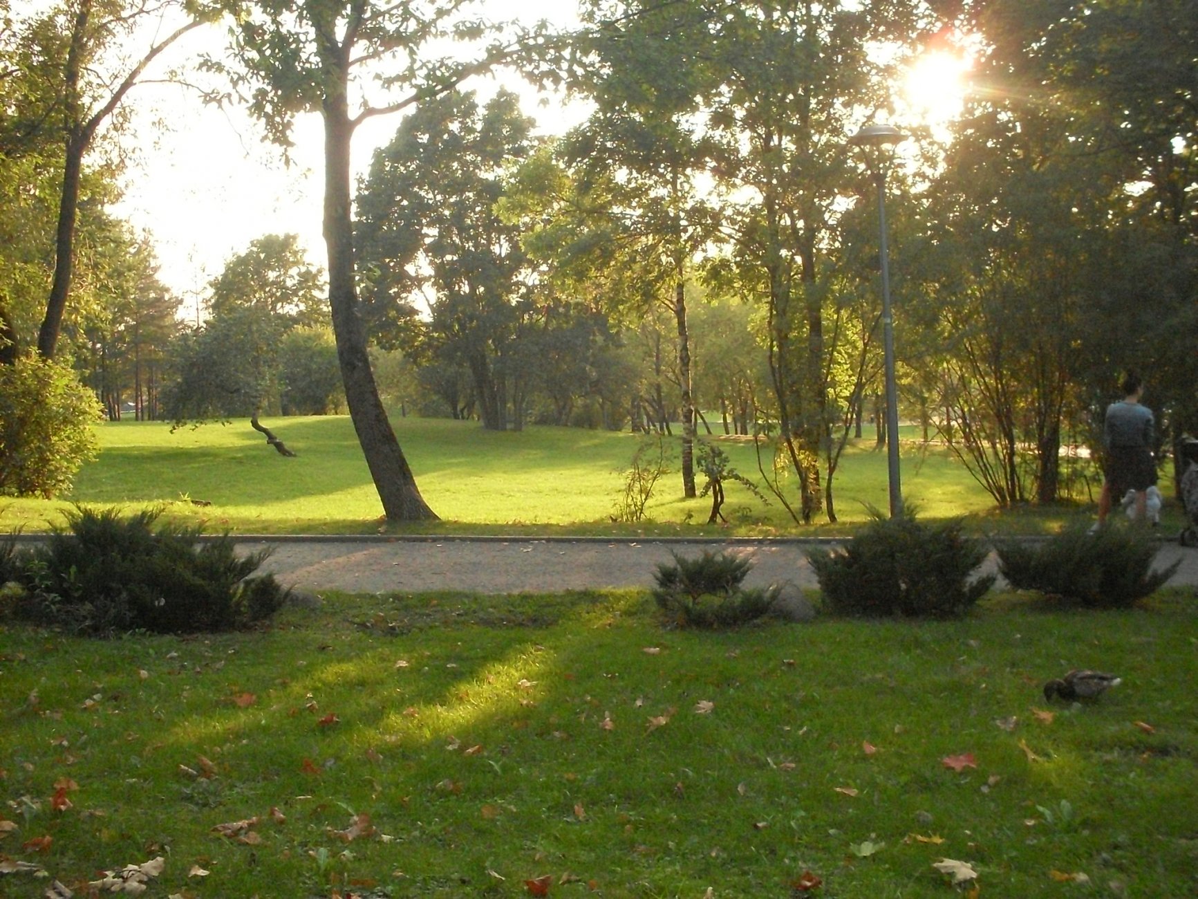 SDC13200.JPG