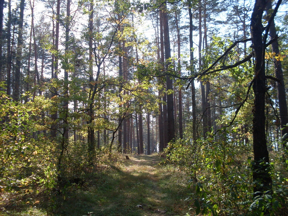 SDC13208.JPG