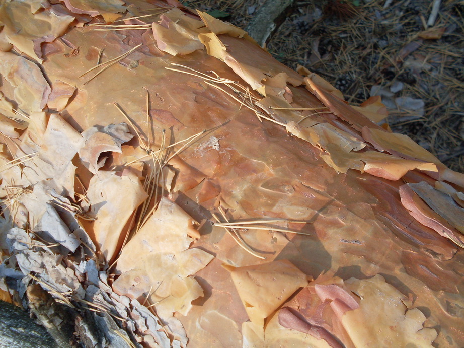 SDC13229.JPG