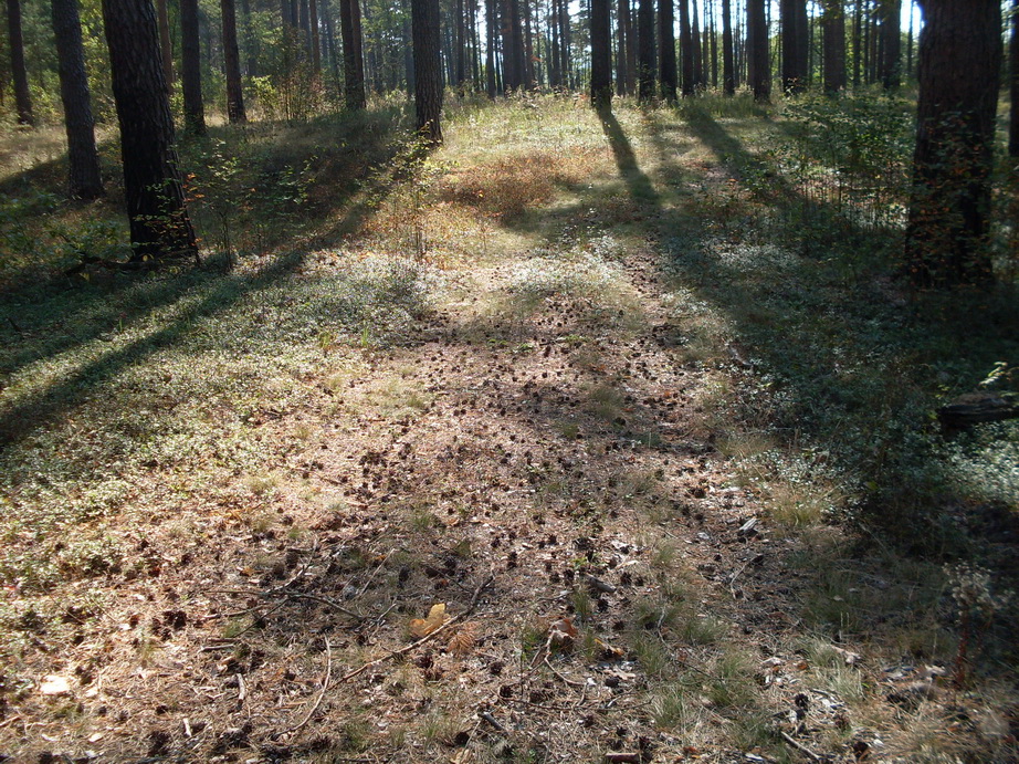 SDC13230.JPG